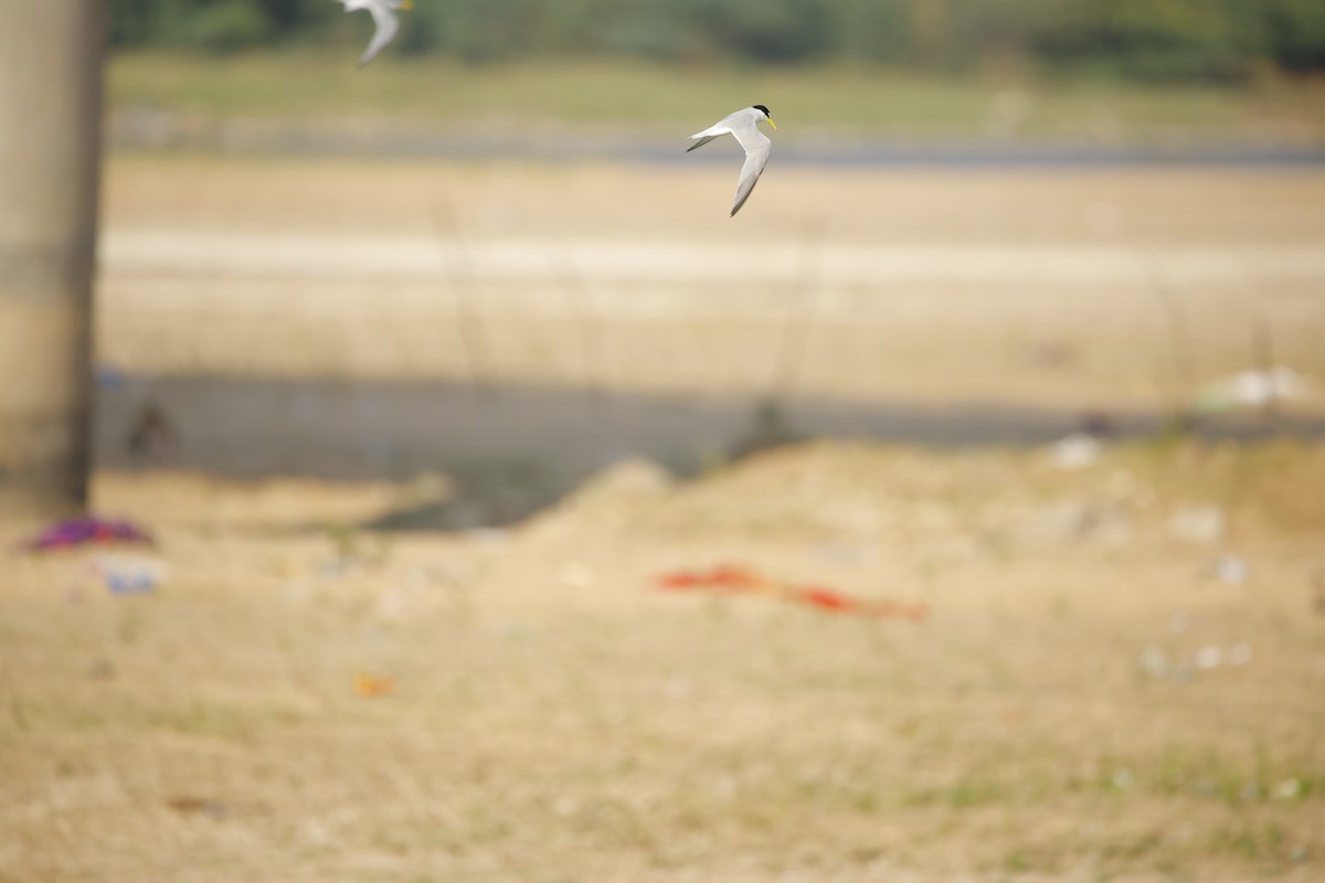 Little Tern - ML643935606
