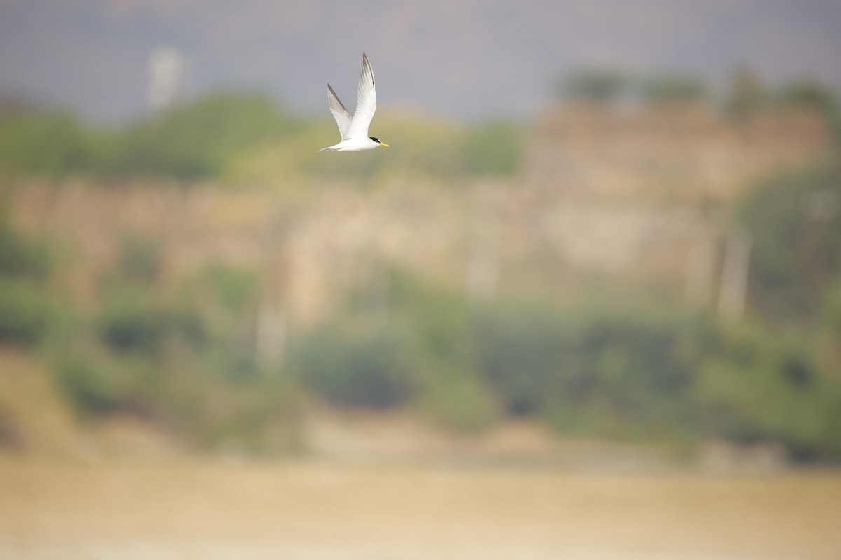 Little Tern - ML643935607