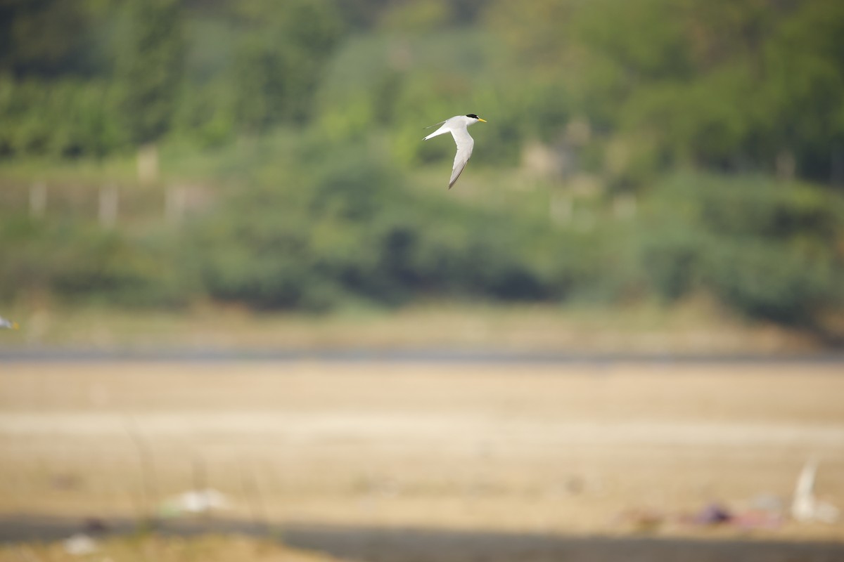 Little Tern - ML643935608