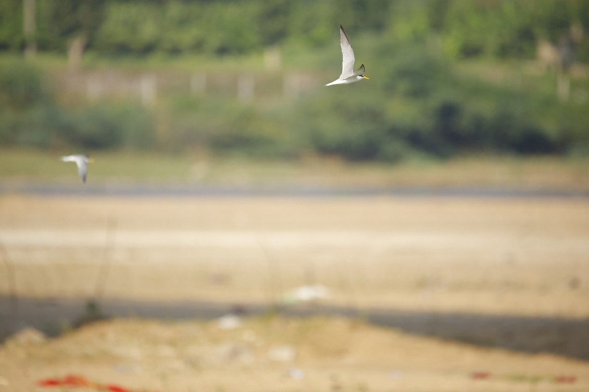 Little Tern - ML643935609