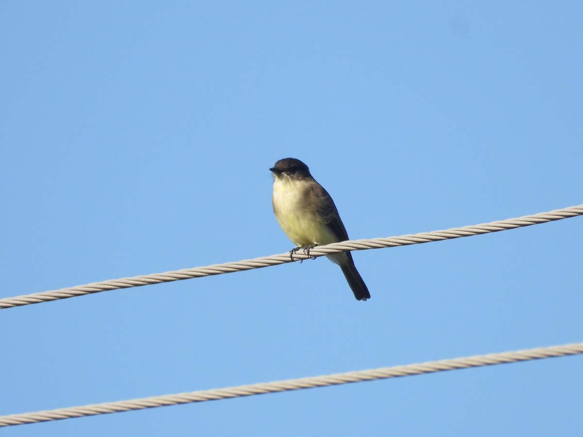 Eastern Phoebe - ML643935638