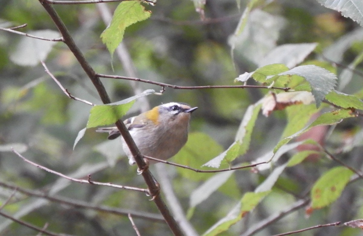 Common Firecrest - ML643935654