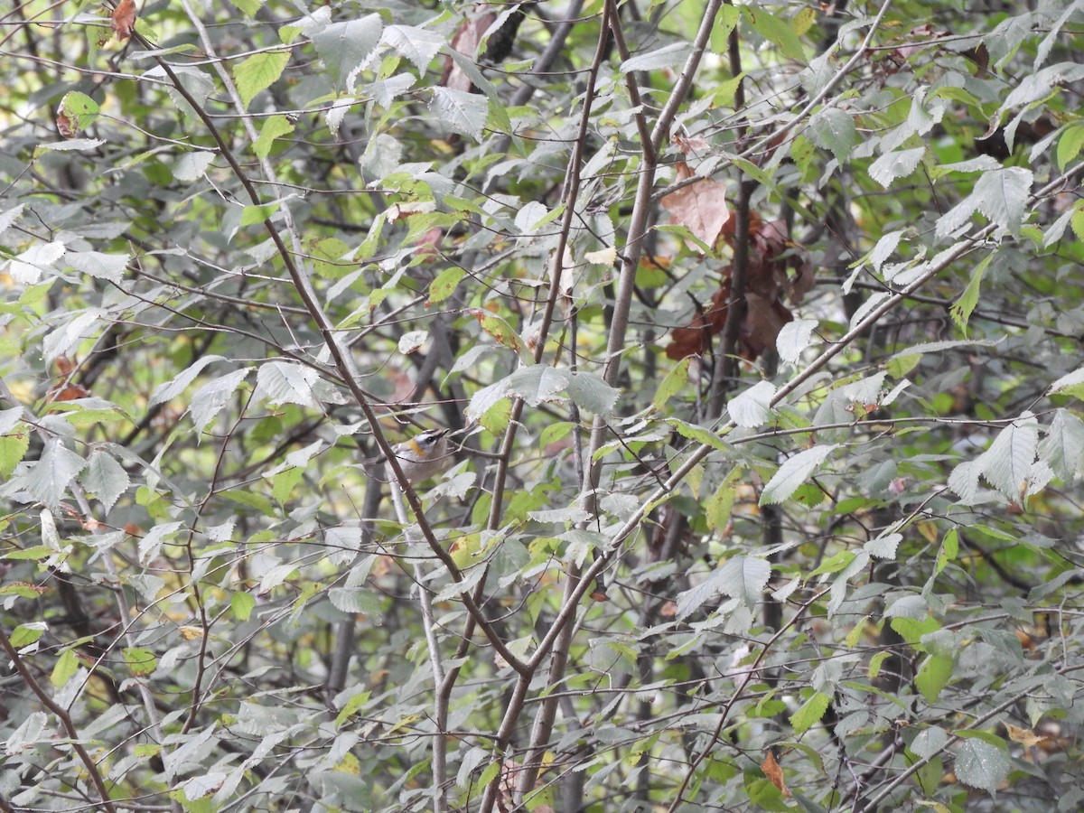 Common Firecrest - ML643935655