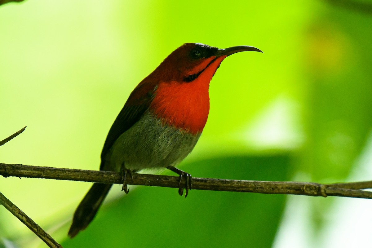 Crimson Sunbird - ML643935694