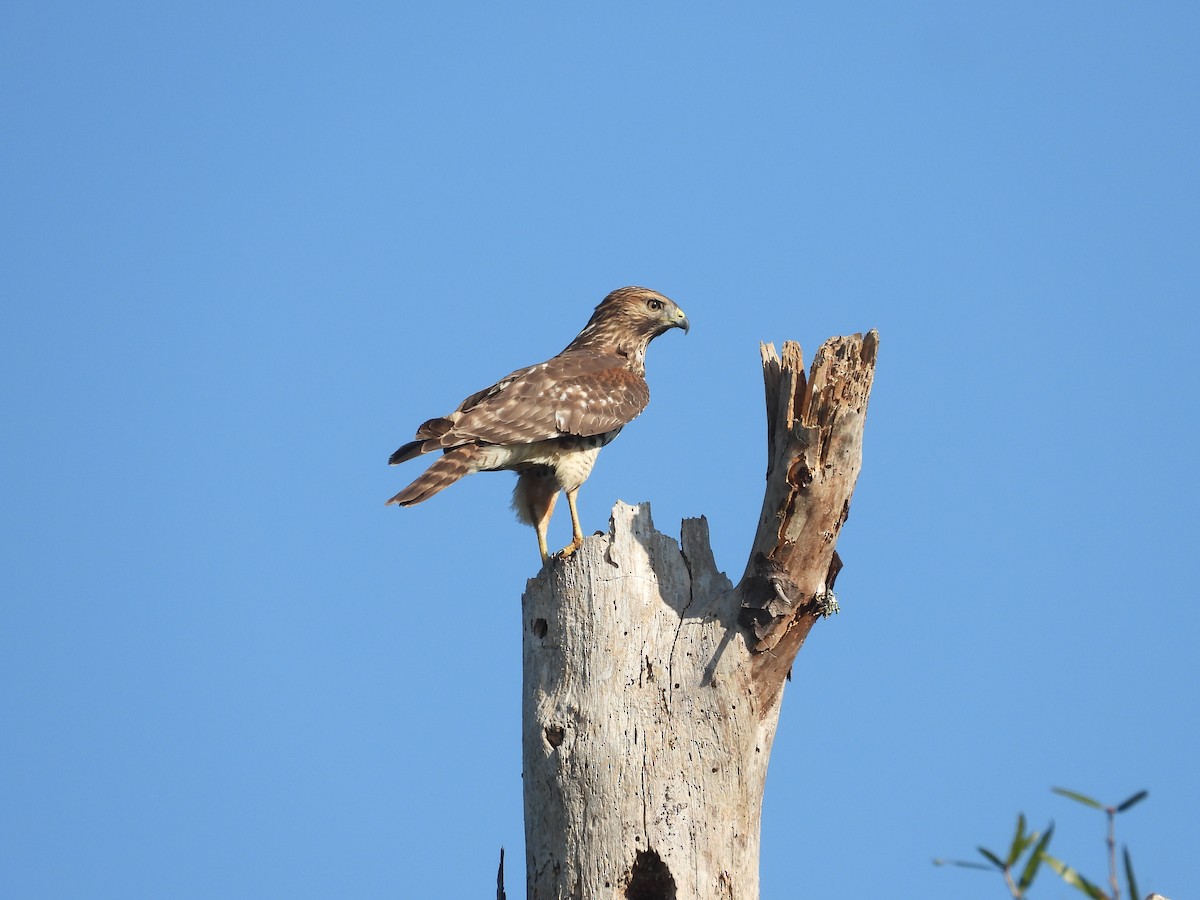 Red-shouldered Hawk - ML643935696