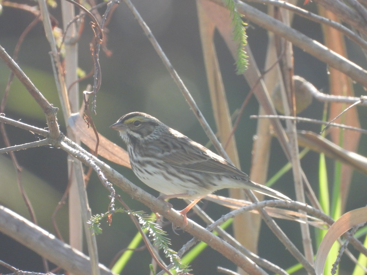 稀樹草鵐 - ML643935729