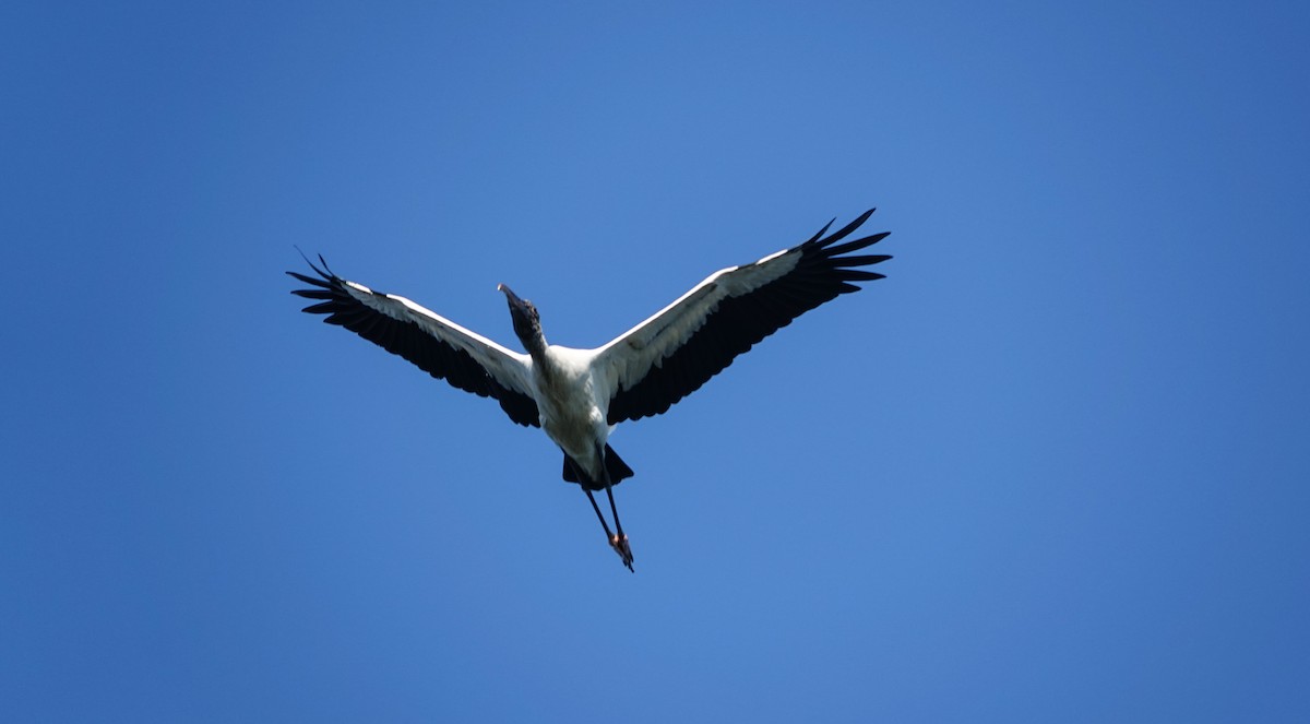 Wood Stork - ML643935733