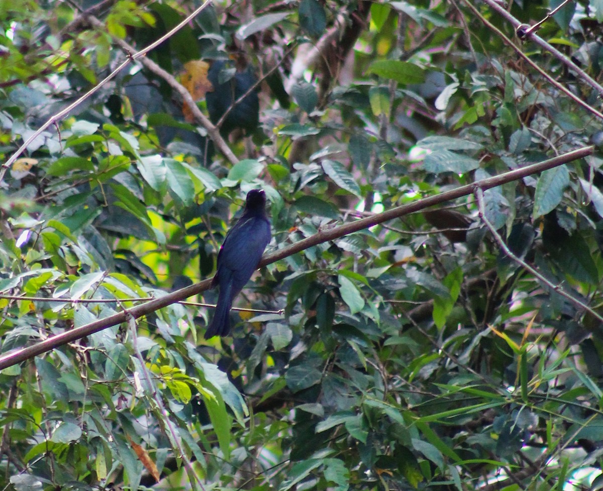 Square-tailed Drongo-Cuckoo - ML643935754