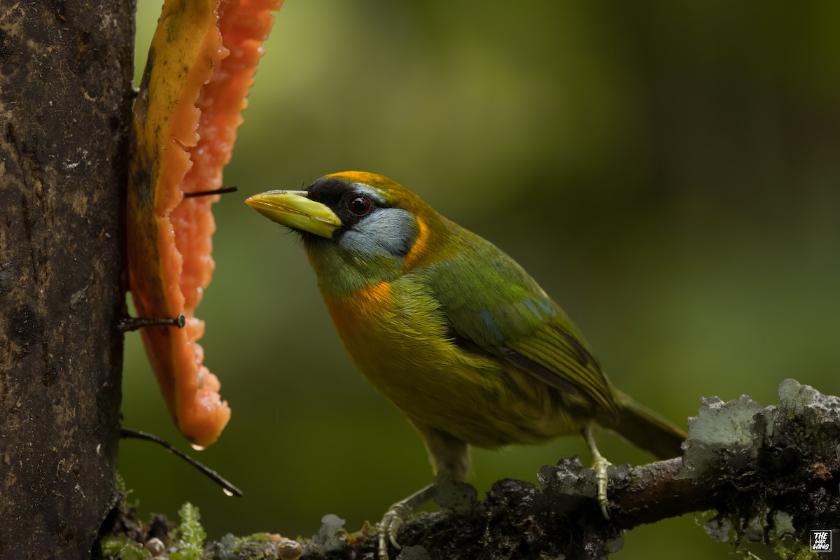 Toucan Barbet - ML643935755
