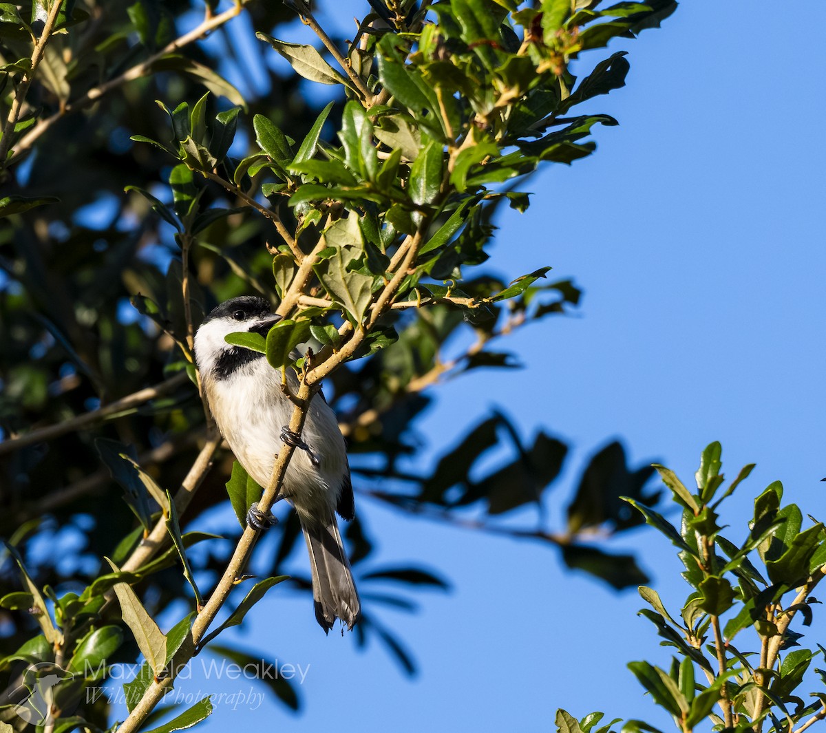 Carolina Chickadee - ML643935756