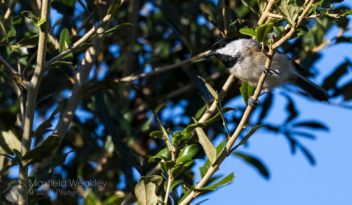 Carolina Chickadee - ML643935757