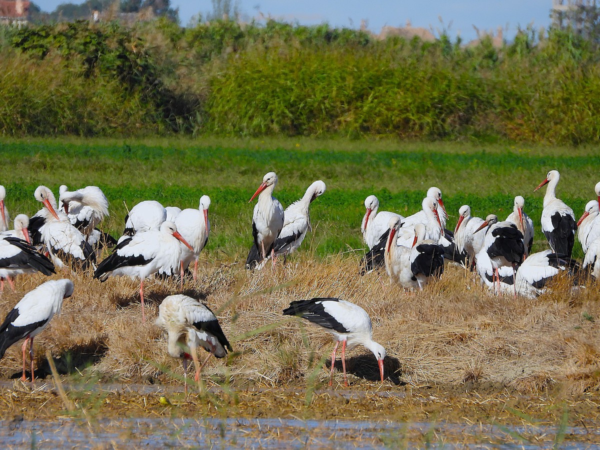 Cigüeña Blanca - ML643935769