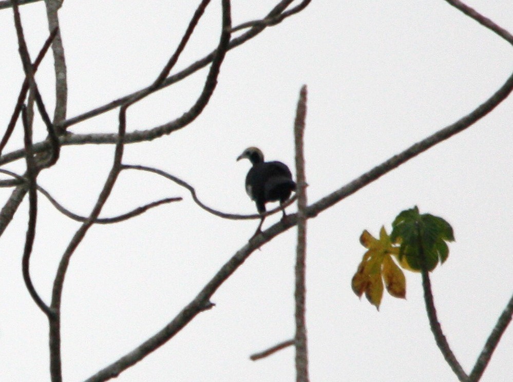 Blue-throated Piping-Guan - ML643935779