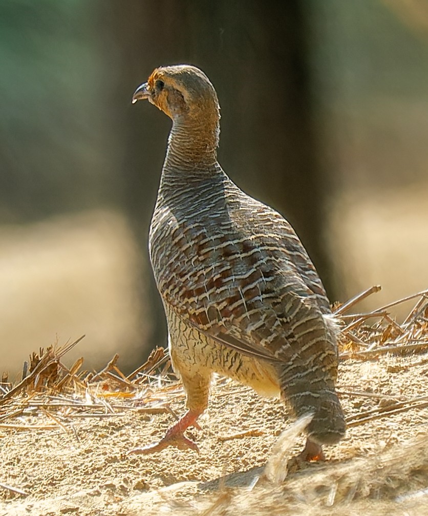 Gray Francolin - ML643935860