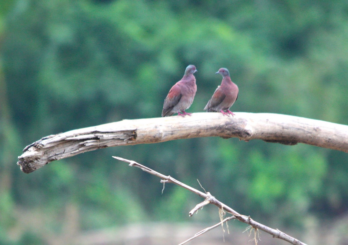 Pale-vented Pigeon - ML643935869