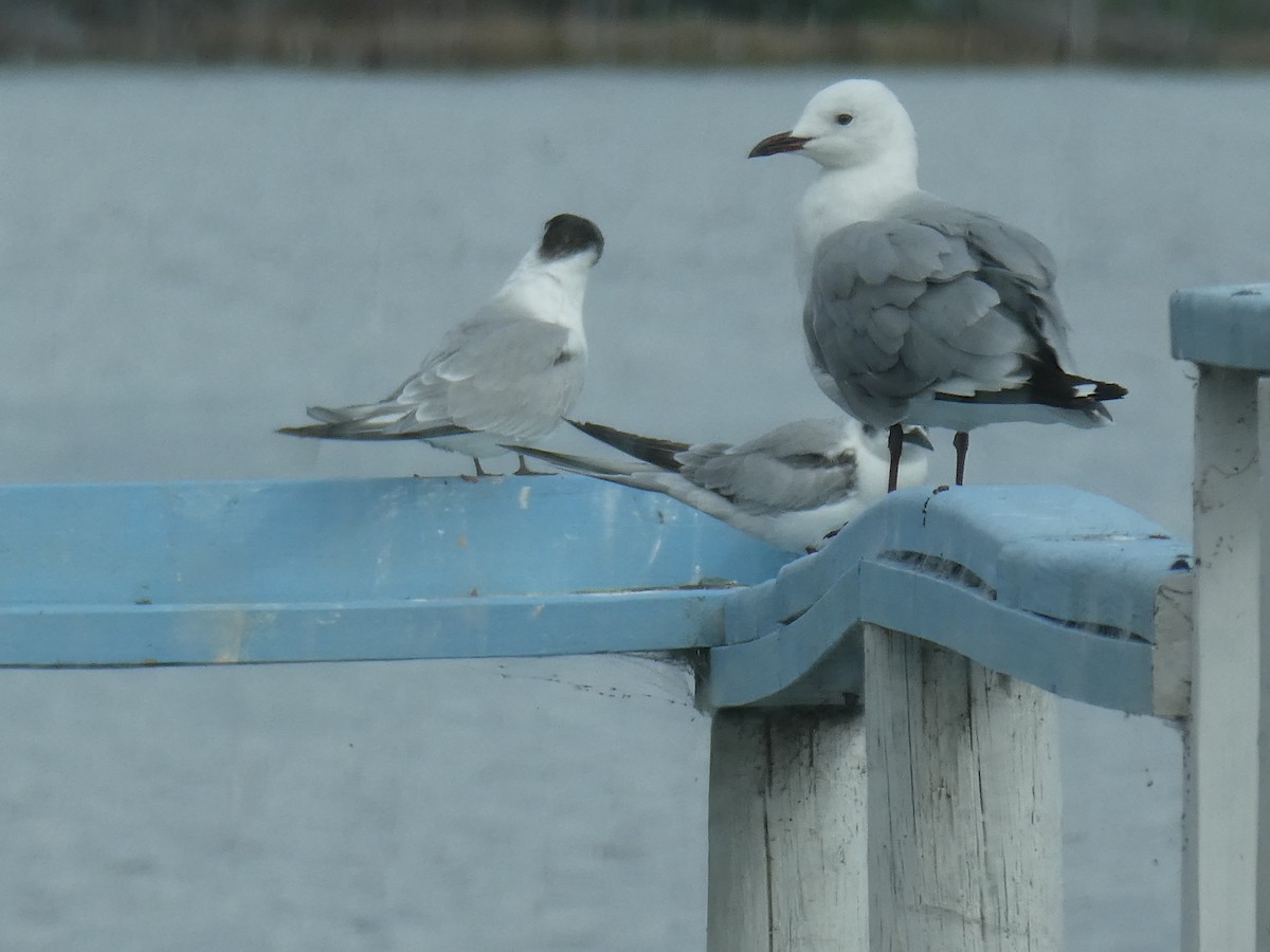 Hartlaub's Gull - ML643935871