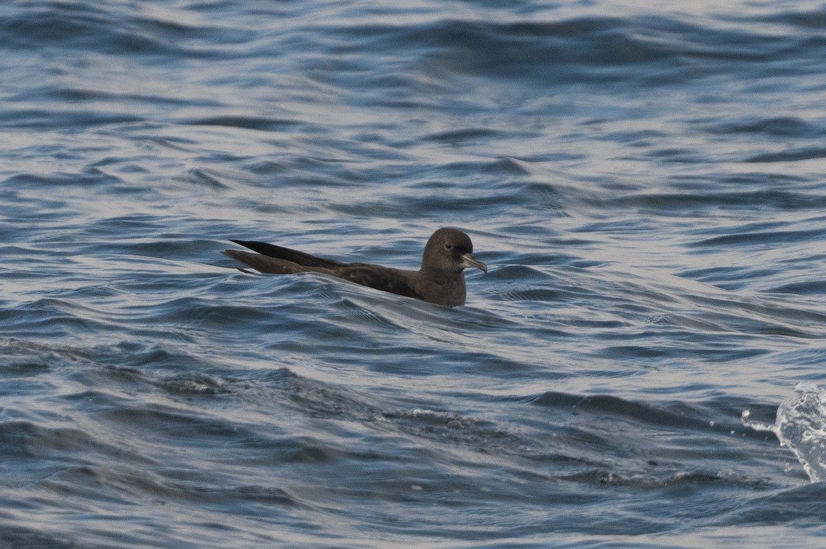 灰水薙鳥/短尾水薙鳥 - ML643935873