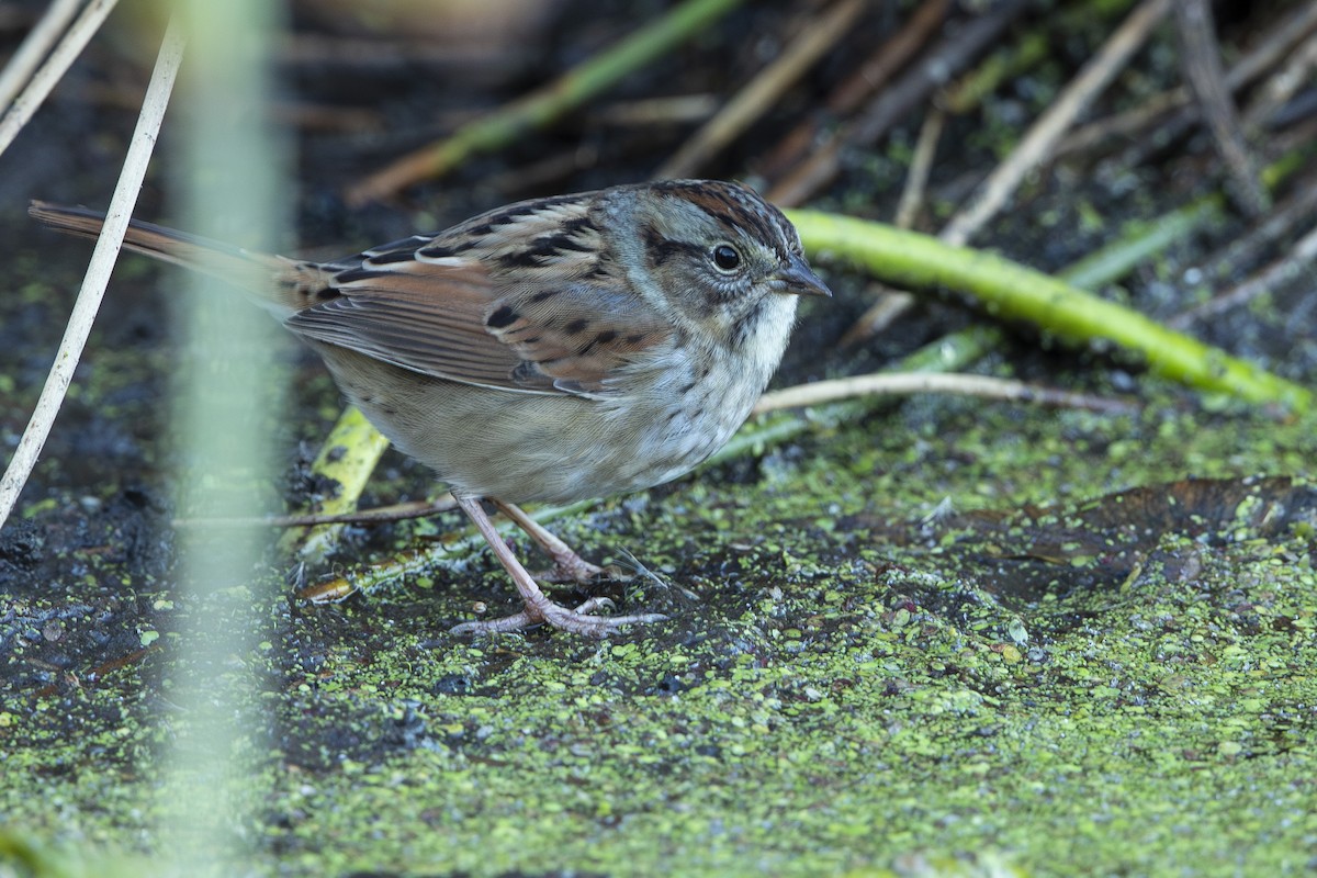 Swamp Sparrow - ML643935883