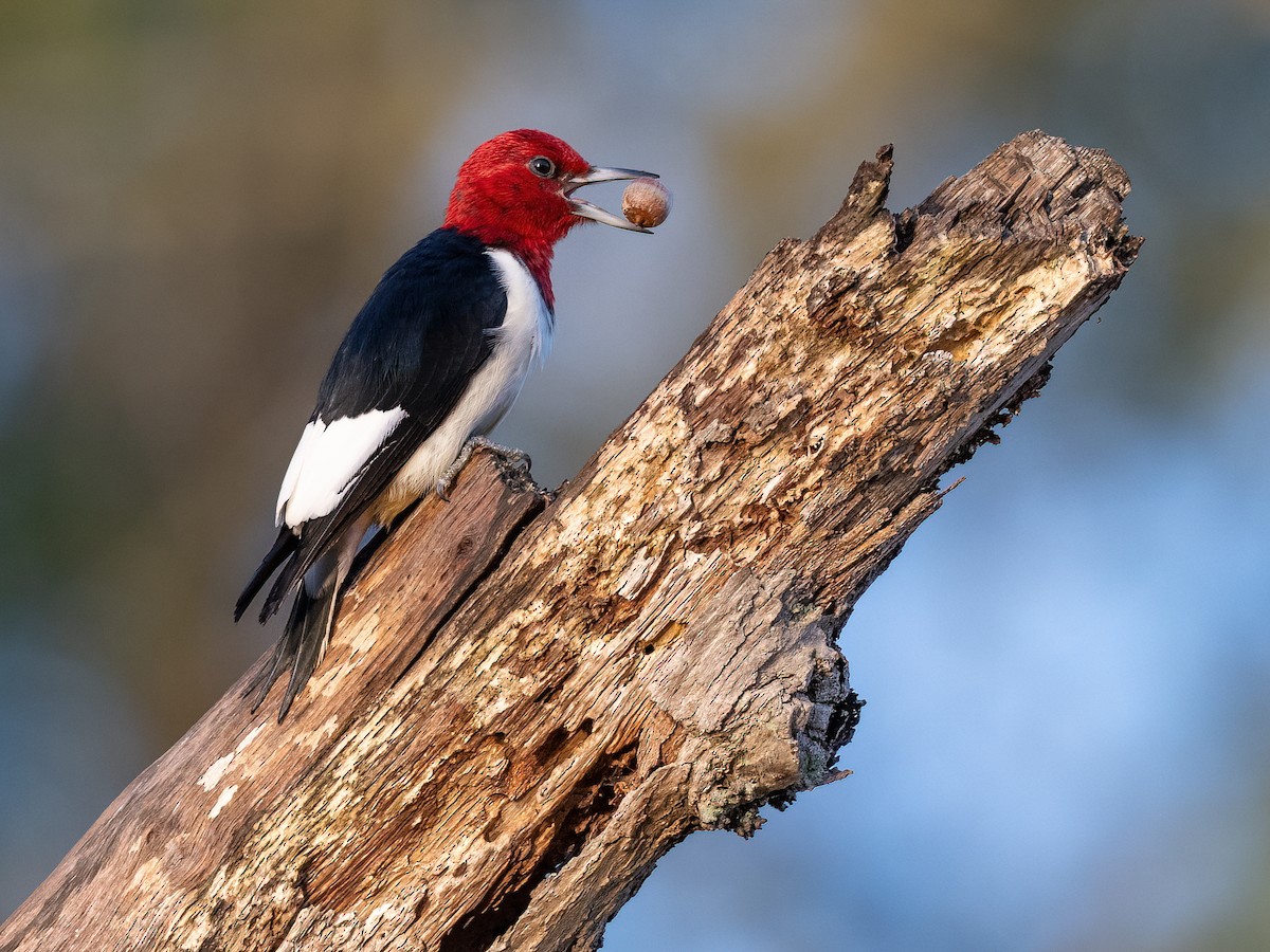 Carpintero Cabecirrojo - ML643935885