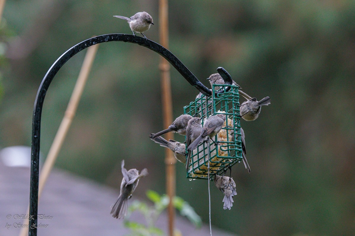 Bushtit - ML643935897