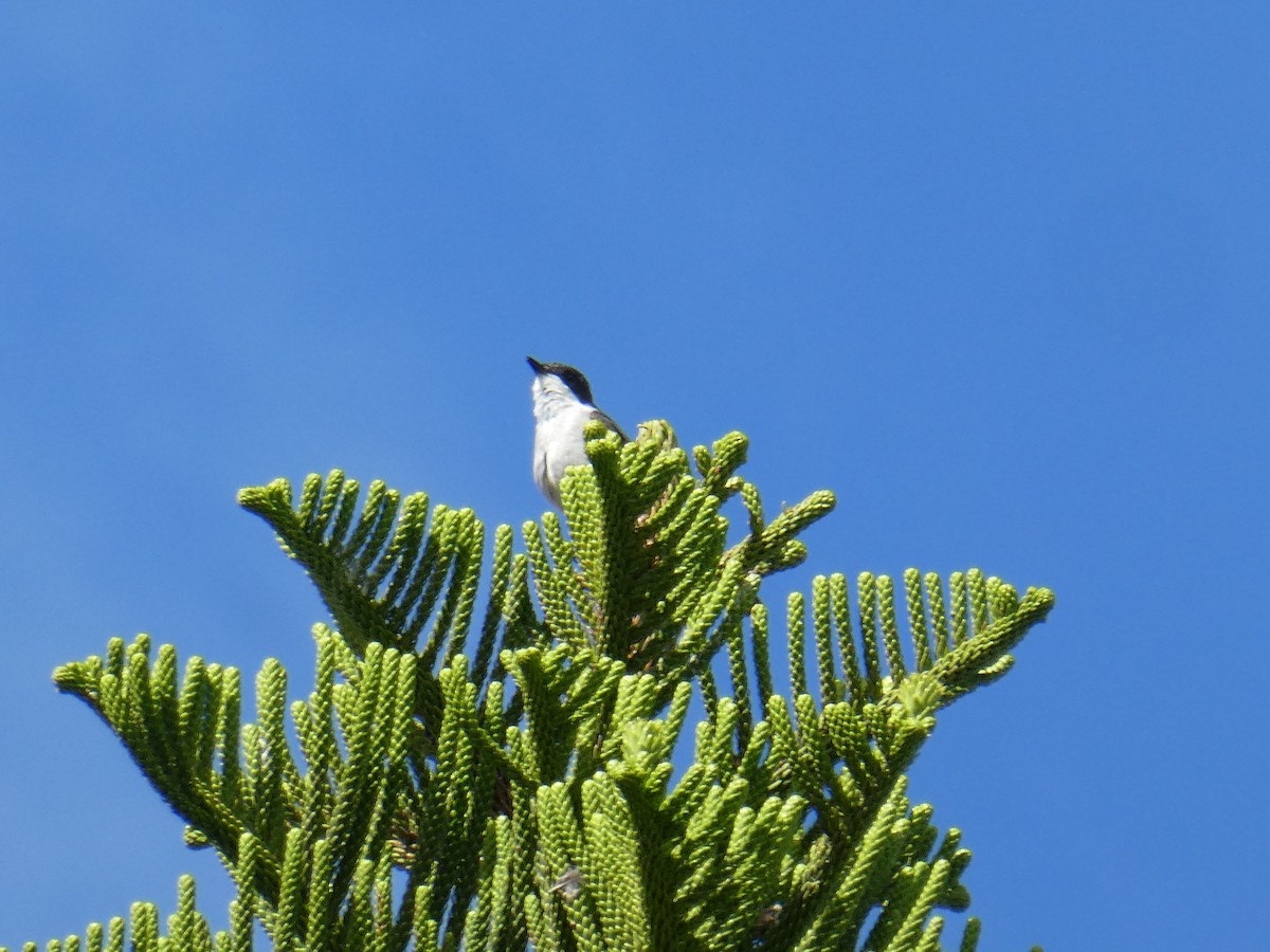 Fiscal Flycatcher - ML643935903