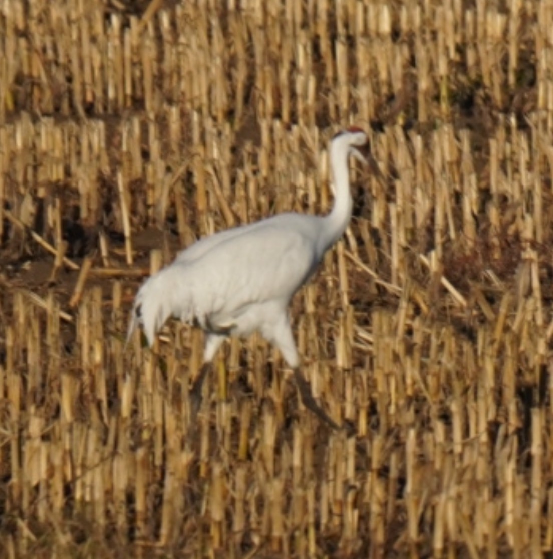 Kurrilo zuria - ML643935930