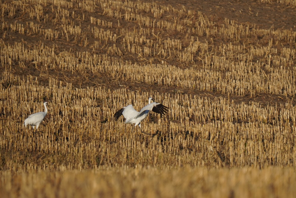 Whooping Crane - ML643935931