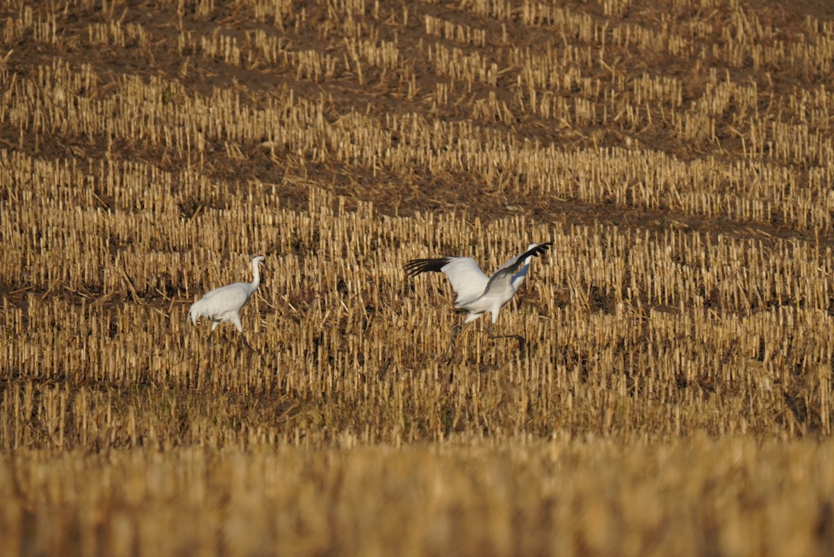 Kurrilo zuria - ML643935932