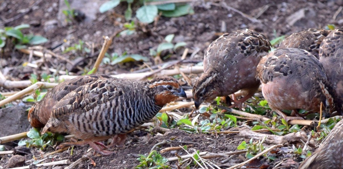Jungle Bush-Quail - ML643935945