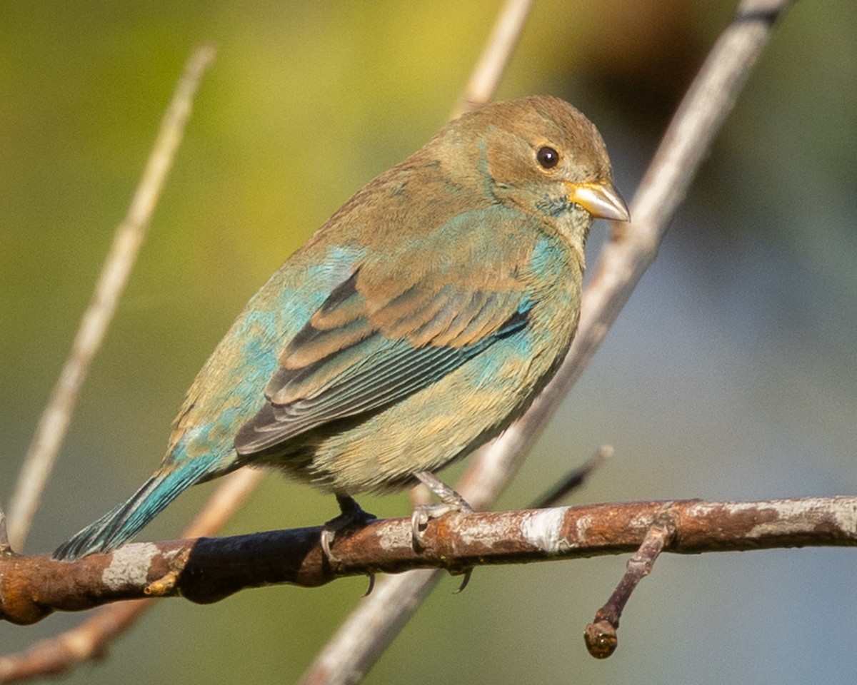 Indigo Bunting - ML643935949