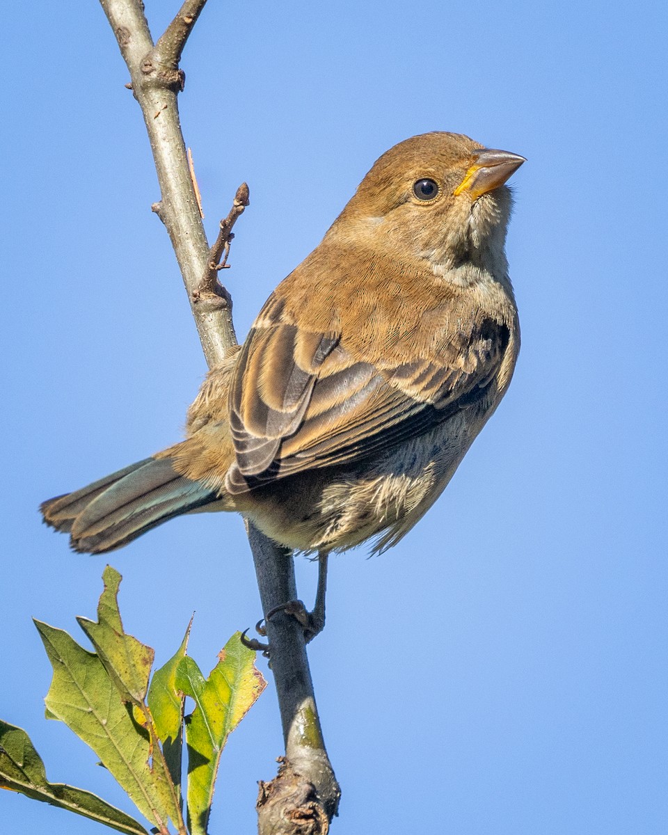 Indigo Bunting - ML643935950