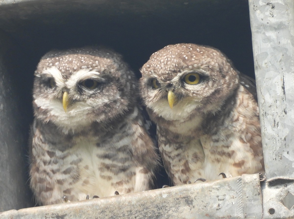Spotted Owlet - ML643935956