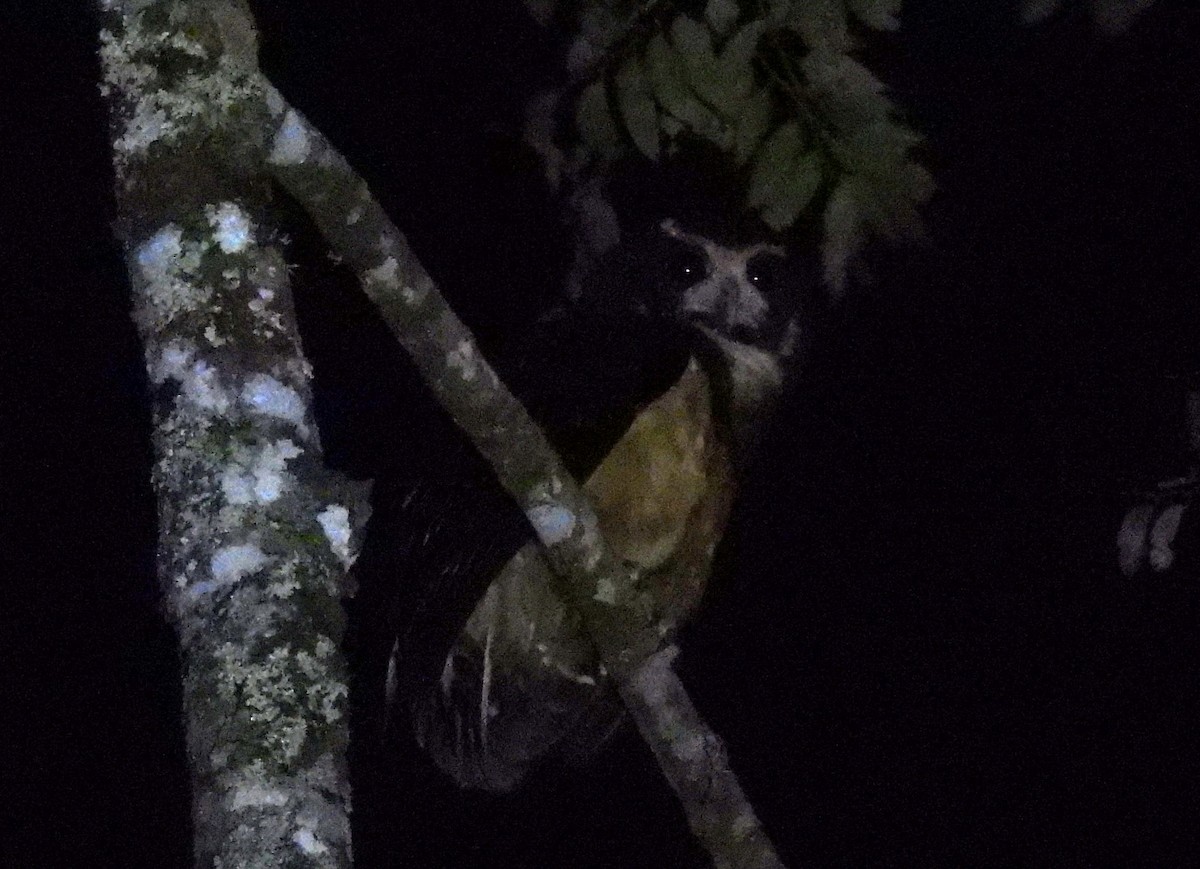 キマユメガネフクロウ - ML643935994