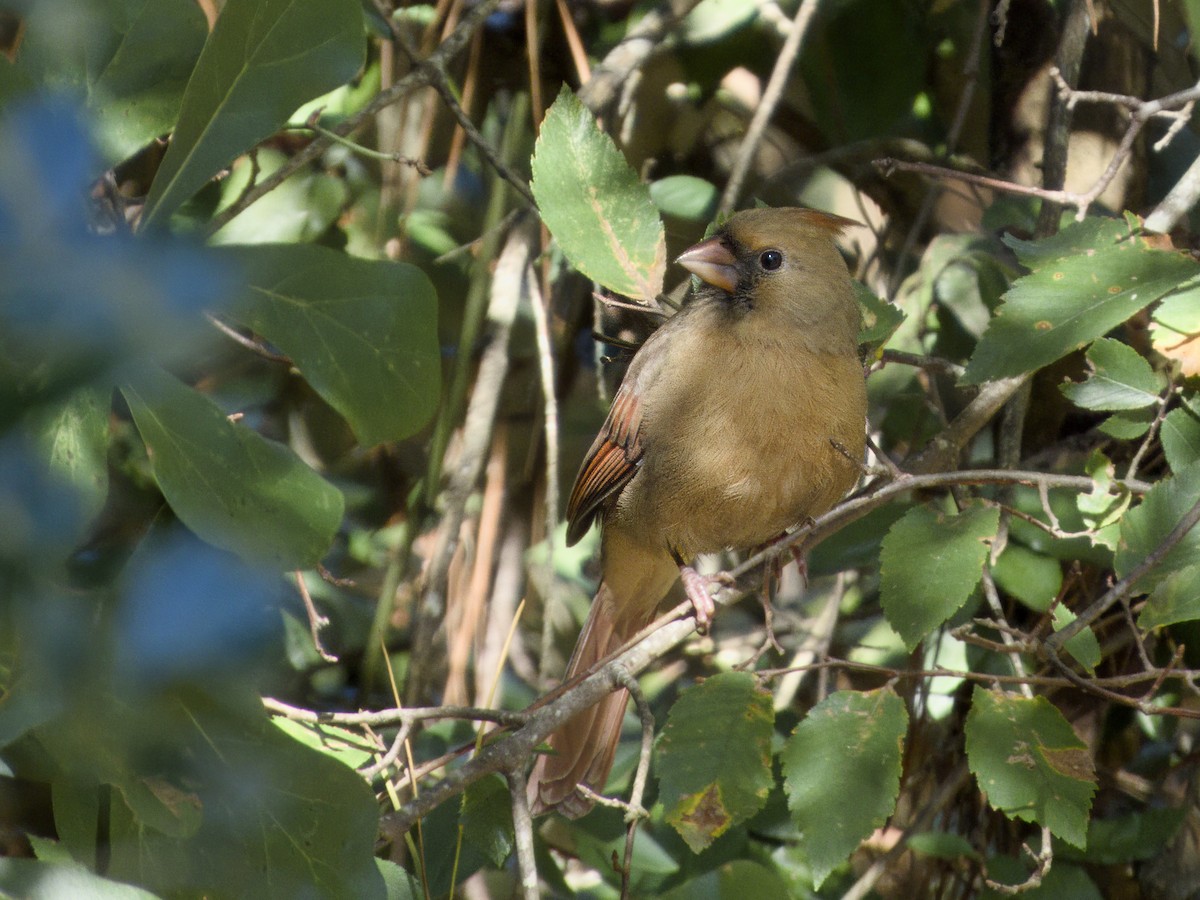 Northern Cardinal - ML643936003