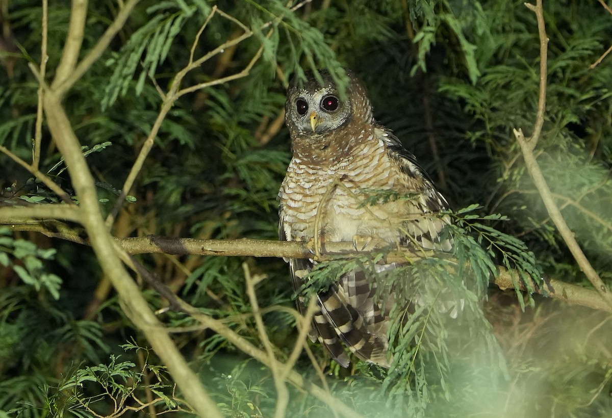 African Wood-Owl - ML643936007