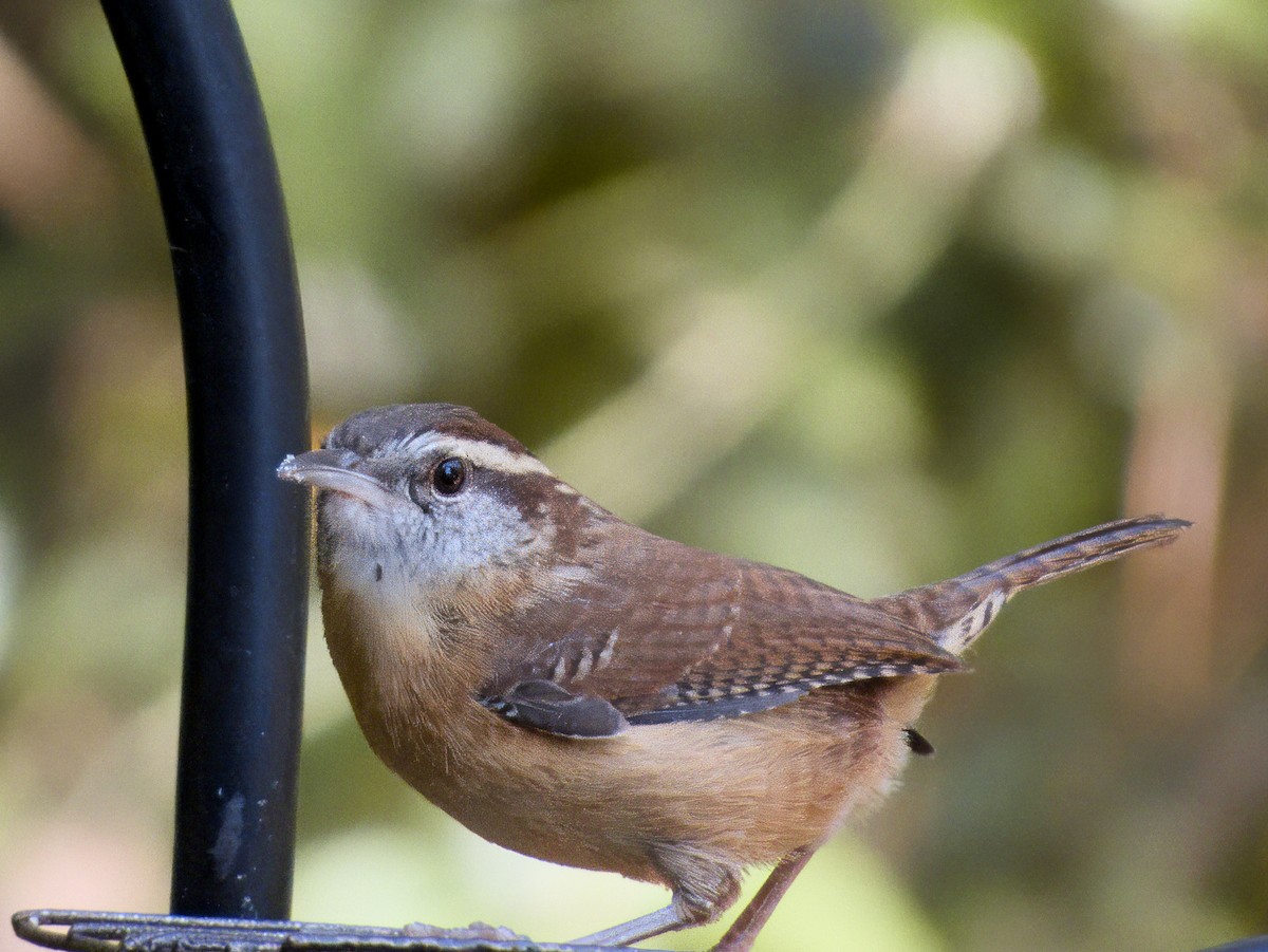 Carolina Wren - ML643936008