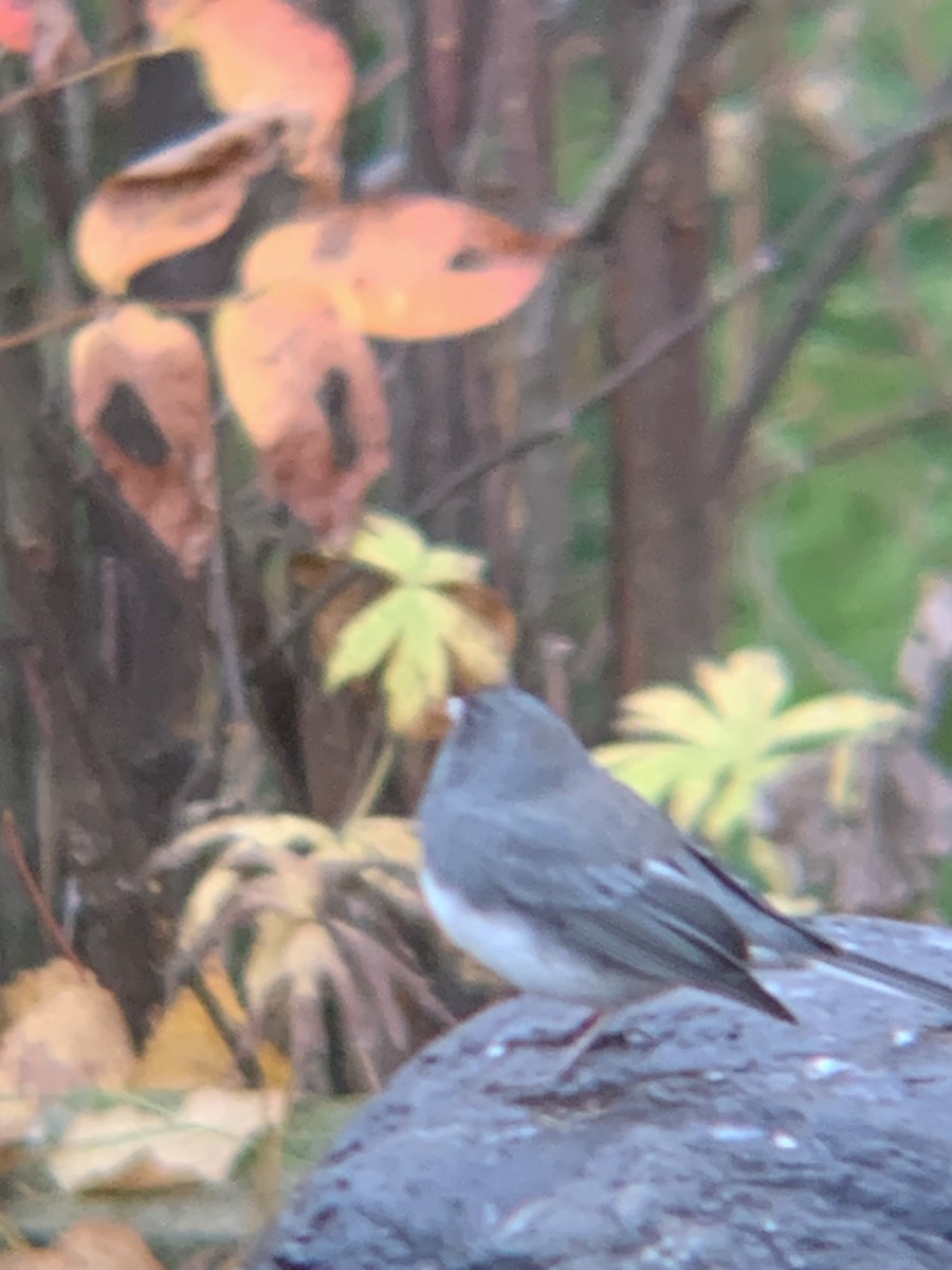 Junco ardoisé - ML643936012