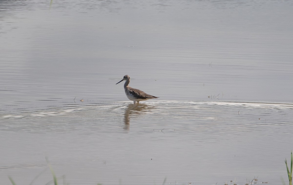 Greater Yellowlegs - ML643936018