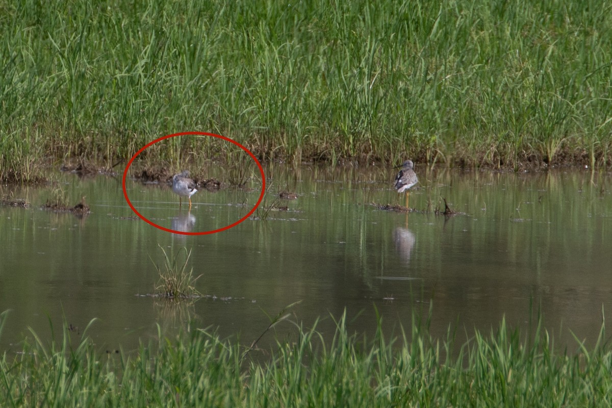 Lesser/Greater Yellowlegs - ML643936021