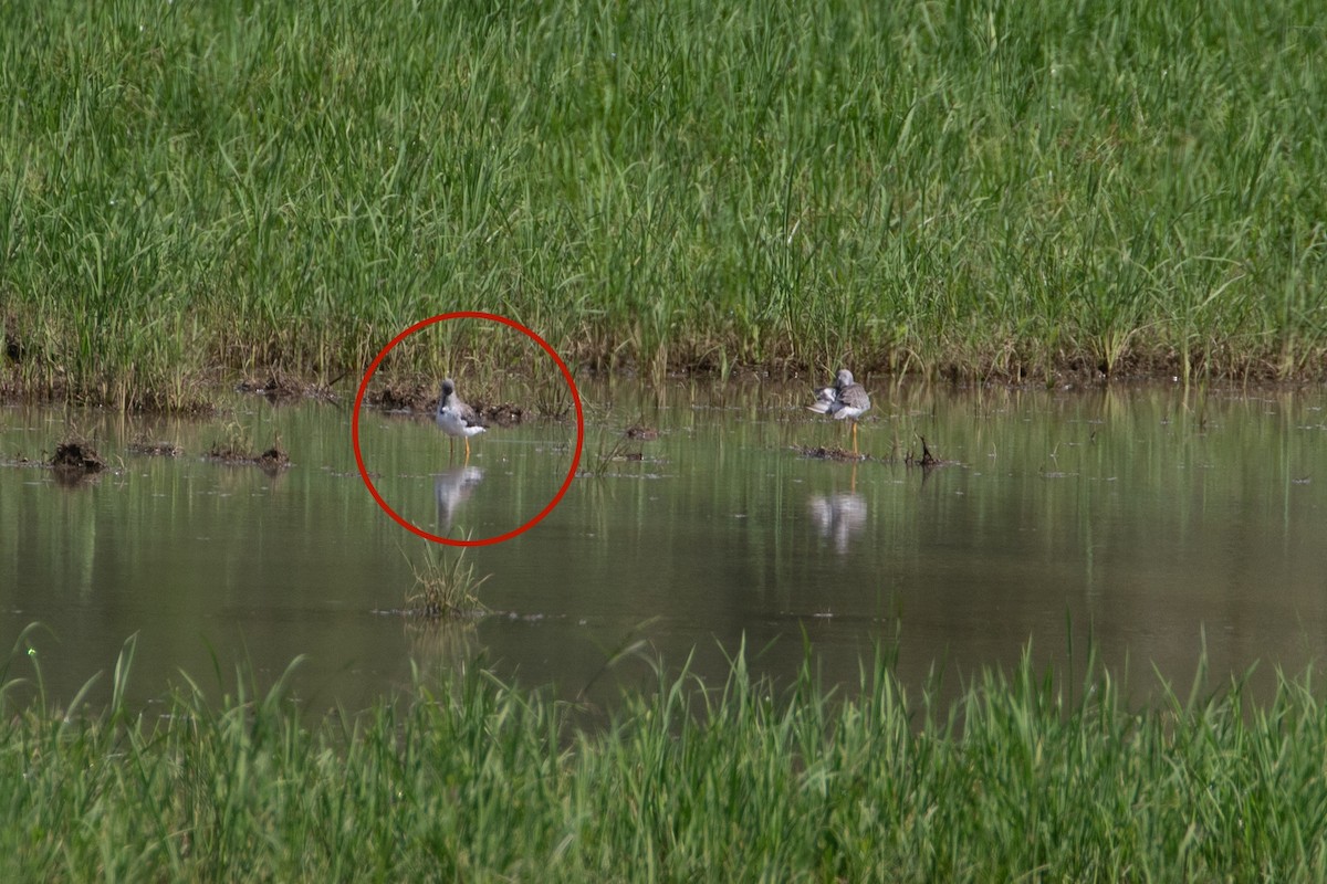 Lesser/Greater Yellowlegs - ML643936027