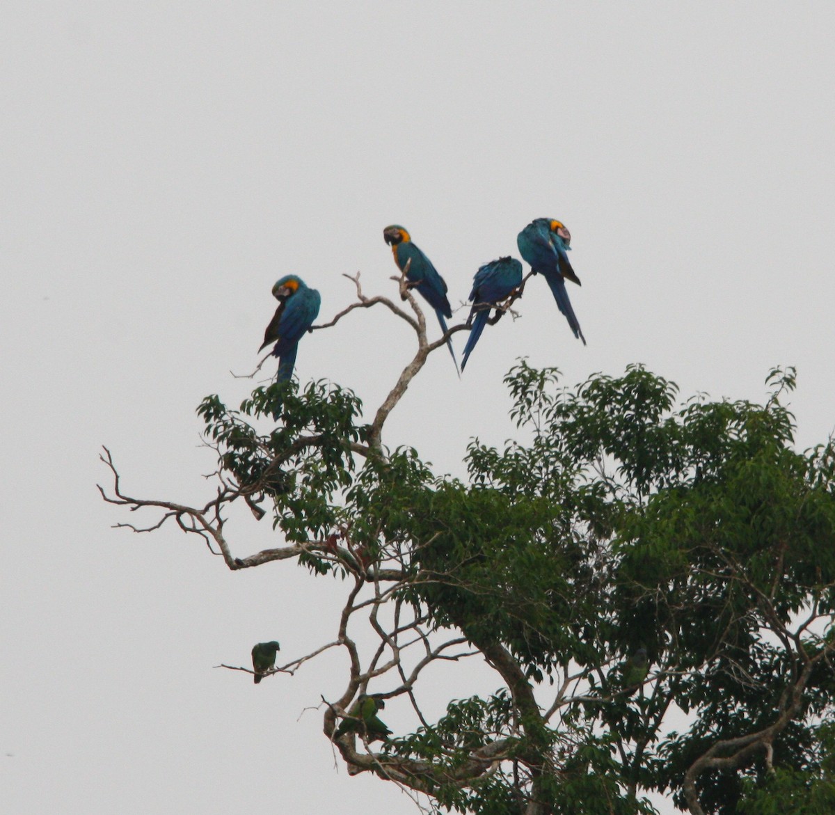 Blue-and-yellow Macaw - ML643936034