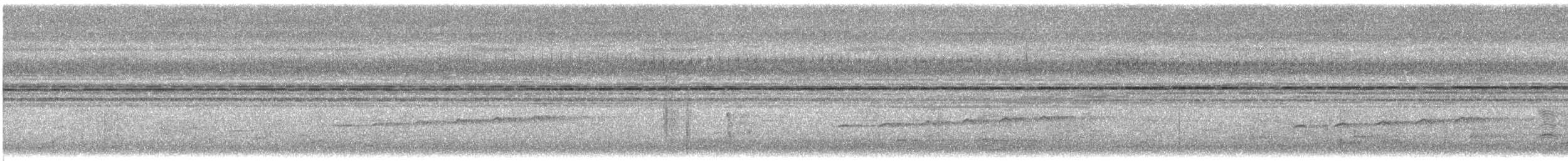 Square-tailed Drongo-Cuckoo - ML643936039