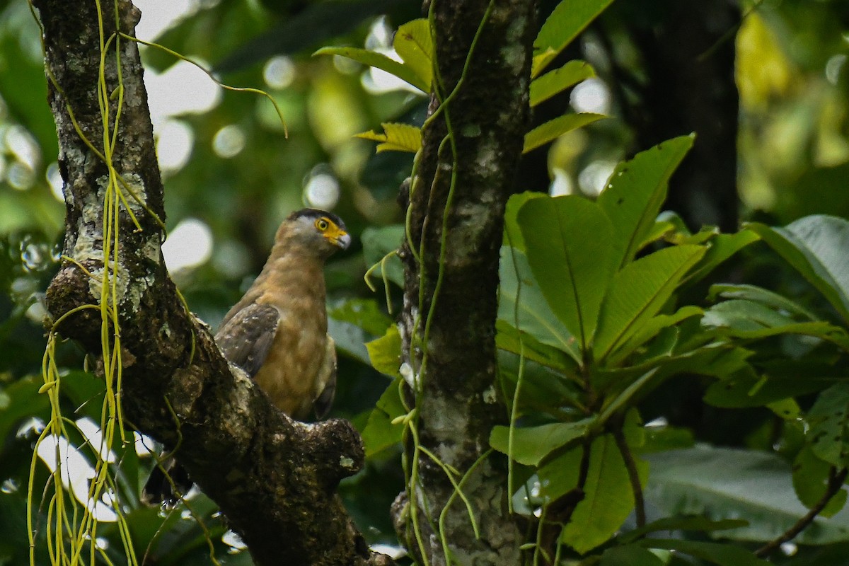 Serpentaire des Nicobar - ML643936040