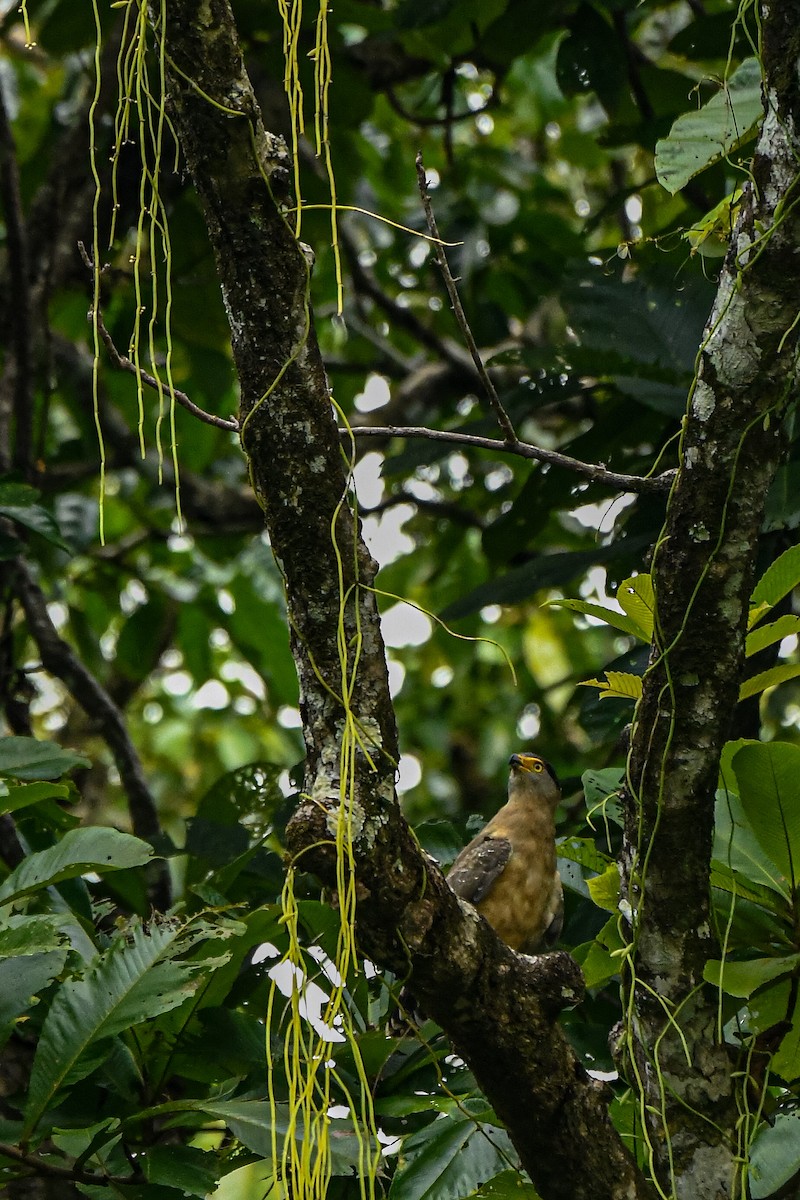 Serpentaire des Nicobar - ML643936041