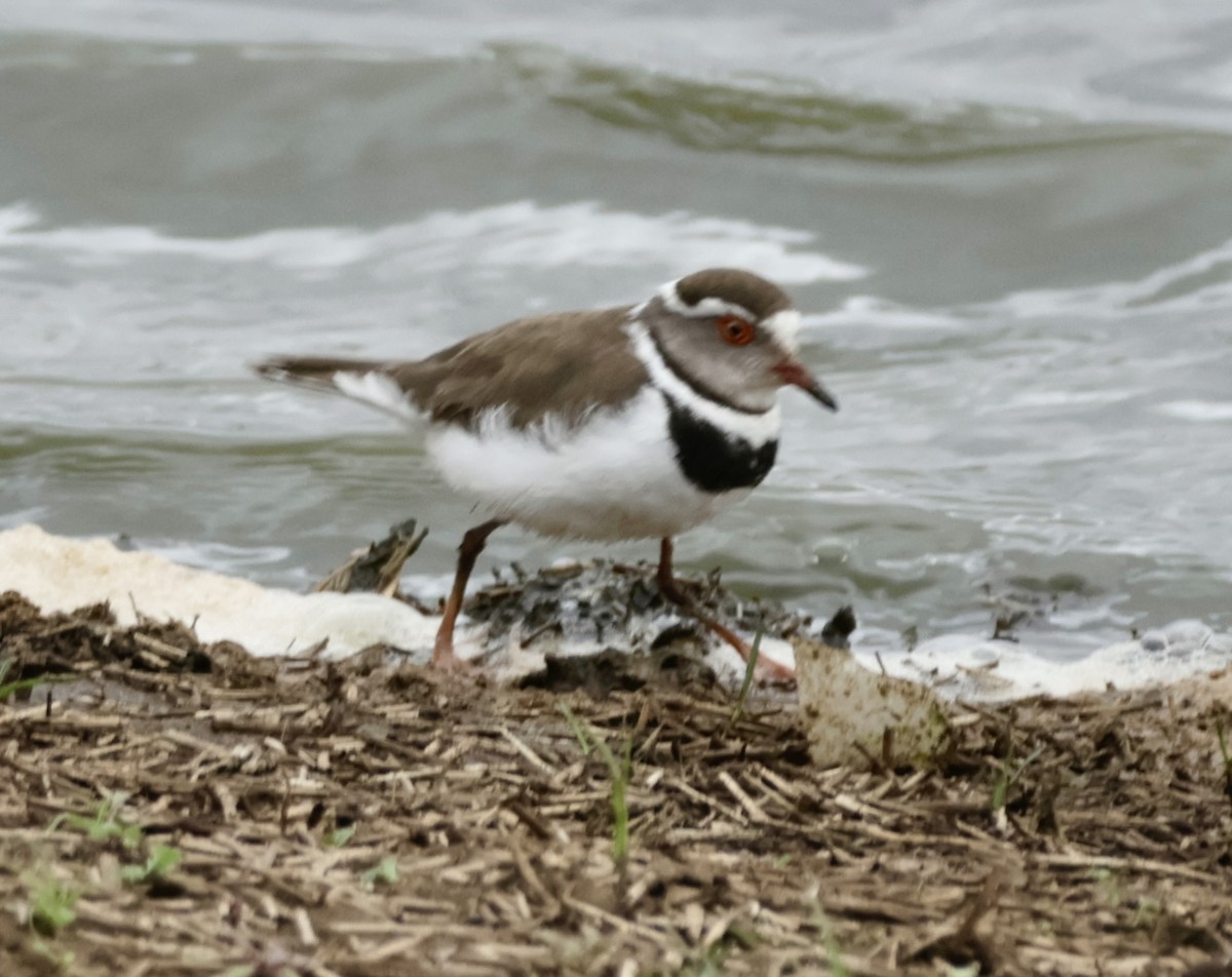 Three-banded Plover - ML643936052