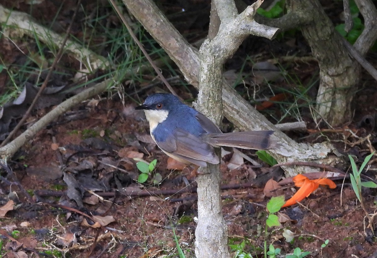 Ashy Prinia - ML643936066