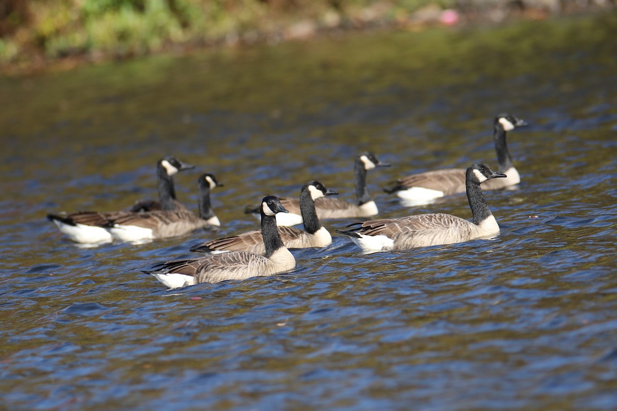 Canada Goose - ML643936069