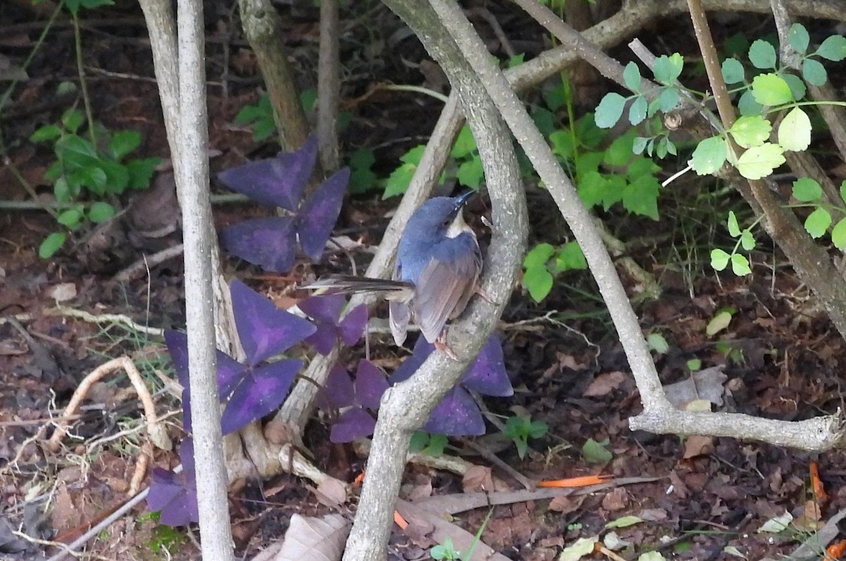 Ashy Prinia - ML643936075