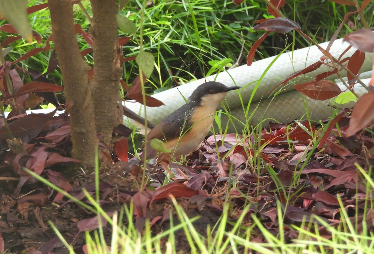 Ashy Prinia - ML643936076