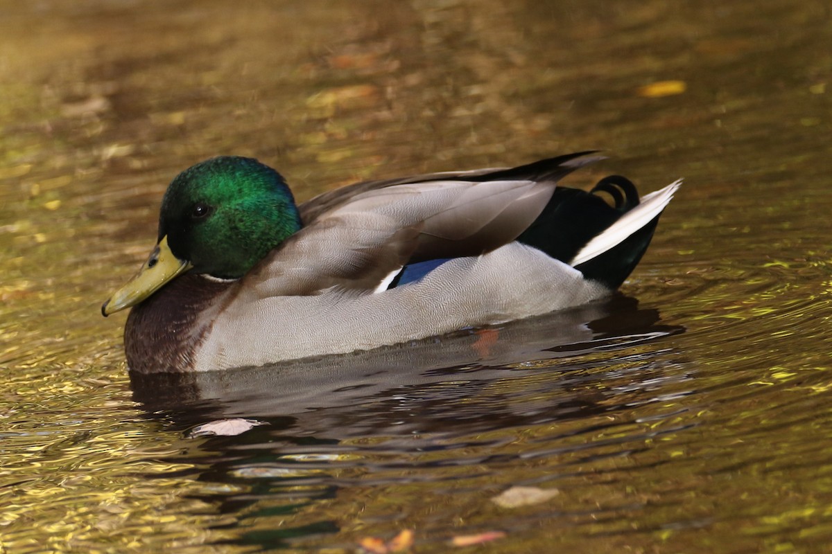 Mallard - ML643936077